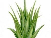 Allergia agli acari: il materasso giusto materassi in aloe vera