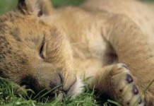 I materassi memory multionda per un risveglio da leoni memory multionda relax