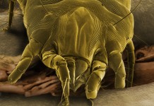 Gli acari della polvere – prevenzione e rimedi acari-della-polvere