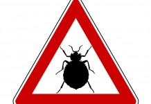 Cimici da letto rimedi e disinfestazione