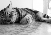 Sonno ristoratore in cinque semplici mosse sonno-ristoratore